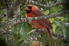 IMG_8078